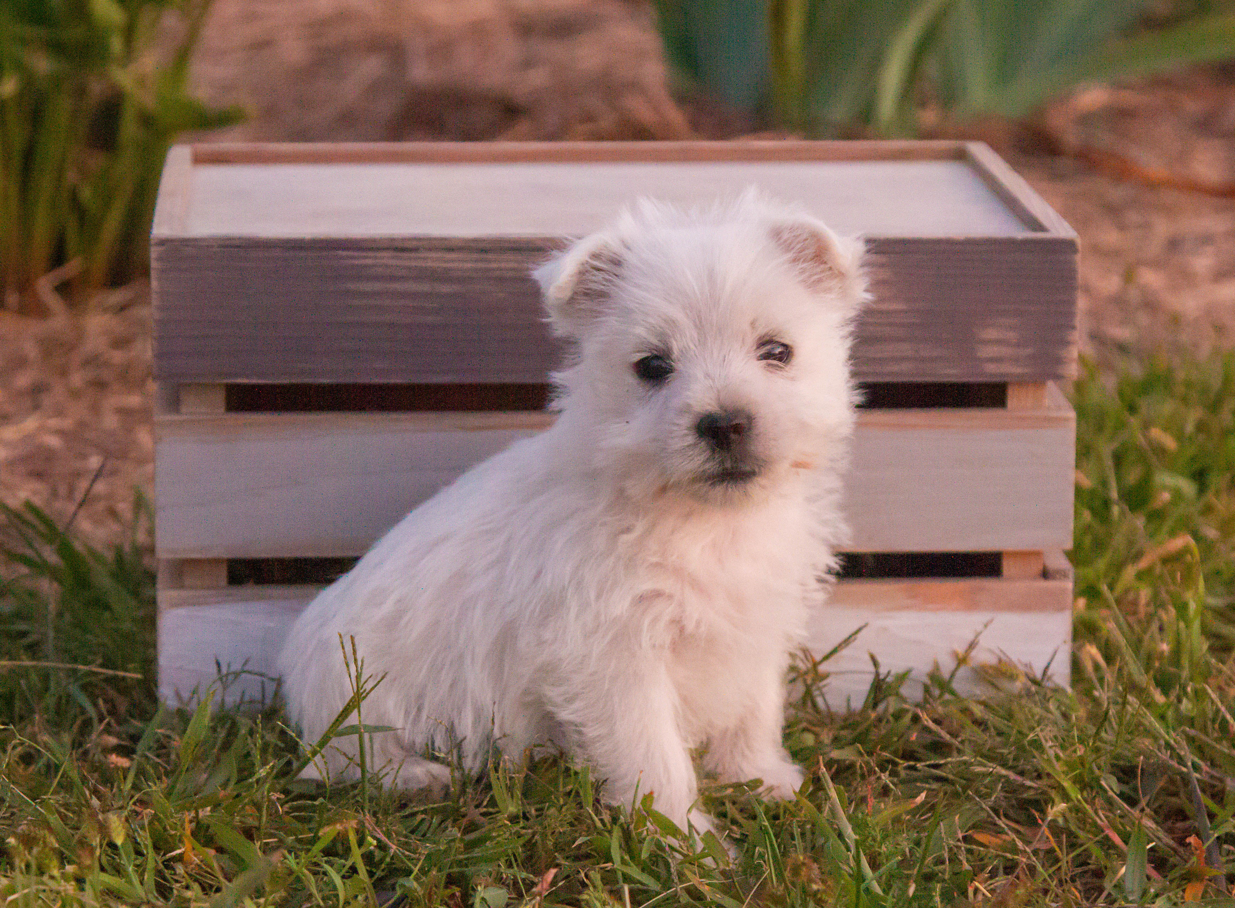 puppy, for, sale, West Highland White Terrier, Amos B. King, dog, breeder, Romney, WV, dog-breeder, puppy-for-sale, forsale, nearby, find, puppyfind, locator, puppylocator, aca